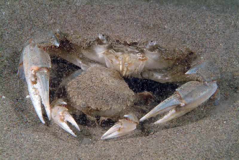 Pancia a pancia Portumnus latipes